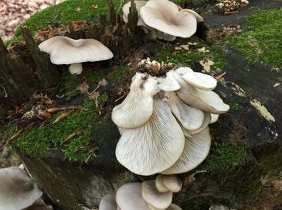 Lungenseitling, Foto 4