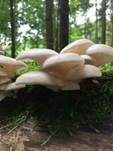 Lungenseitling, Foto 30