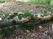 Lungenseitling, Foto 40