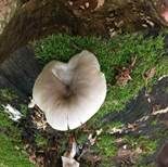 Lungenseitling, Foto 6