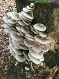 Lungenseitling, Foto 10