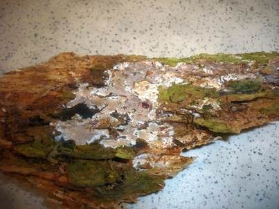 Macouns Rindenpilz, Foto 2