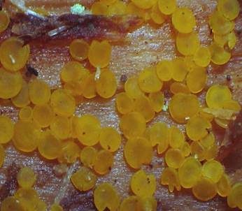 Madensporiges Knopfbecherchen, Foto 2