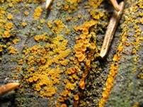 Madensporiges Knopfbecherchen, Foto 14