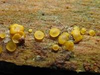 Madensporiges Knopfbecherchen, Foto 15