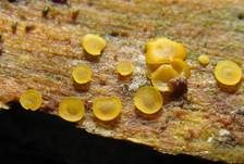 Madensporiges Knopfbecherchen, Foto 16