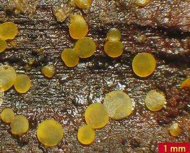 Madensporiges Knopfbecherchen, Foto 4