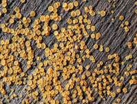 Madensporiges Knopfbecherchen, Foto 7