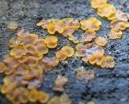 Madensporiges Knopfbecherchen, Foto 9