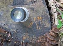 Madensporiges Knopfbecherchen, Foto 10