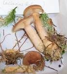 Maggipilz, Foto 14