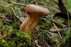 Maggipilz, Foto 7