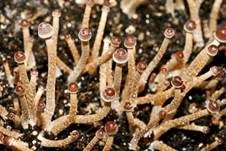 Magischer Trüffel, Foto 7