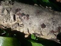 Mährische Kohlenbeere, Foto 13