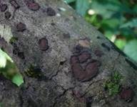 Mährische Kohlenbeere, Foto 5