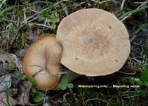 Maiporling, Foto 21