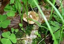 Maiporling, Foto 24