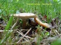 Maiporling, Foto 28