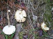 Maiporling, Foto 35