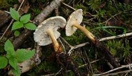 Maiporling, Foto 37