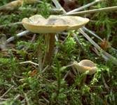 Maiporling, Foto 6