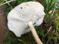 Maiporling, Foto 42