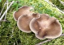 Maiporling, Foto 48