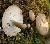 Maiporling, Foto 52