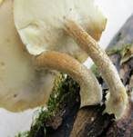 Maiporling, Foto 56