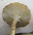 Maiporling, Foto 58