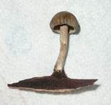 Maiporling, Foto 8