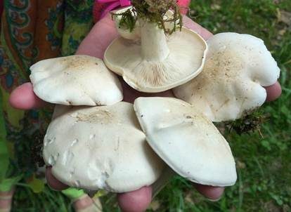 Mairitterling, Foto 2