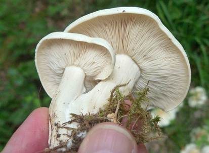 Mairitterling, Foto 3