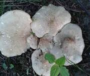 Mairitterling, Foto 17