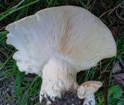Mairitterling, Foto 18