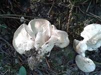 Mairitterling, Foto 19