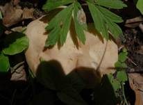 Mairitterling, Foto 20