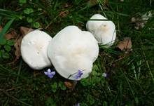 Mairitterling, Foto 24