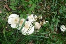 Mairitterling, Foto 27