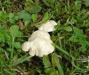 Mairitterling, Foto 31