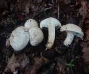 Mairitterling, Foto 38