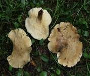 Mairitterling, Foto 48