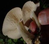 Mairitterling, Foto 49