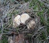 Mairitterling, Foto 56
