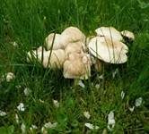 Mairitterling, Foto 8