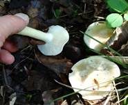 Mairitterling, Foto 63