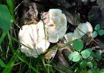 Mairitterling, Foto 64
