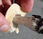 Mairitterling, Foto 65
