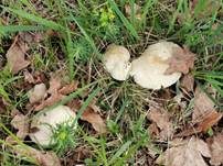 Mairitterling, Foto 80