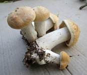 Mairitterling, Foto 10